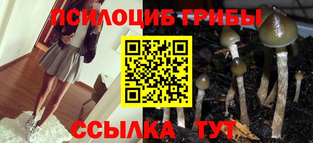 Псилоцибиновые грибы Psilocybe Минеральные Воды